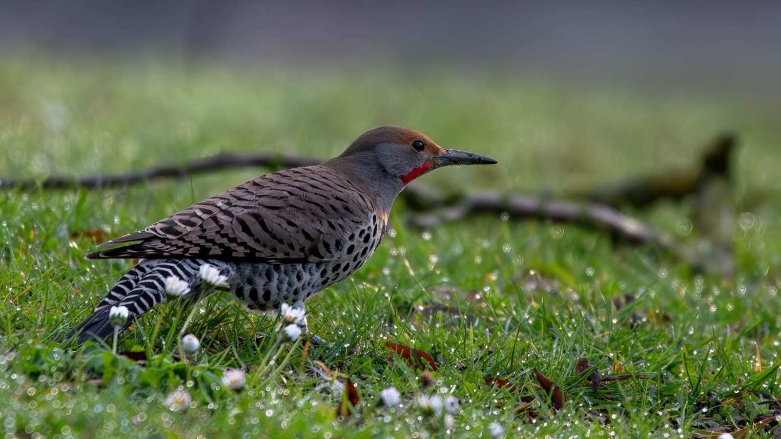 Coloration in Northern Flickers