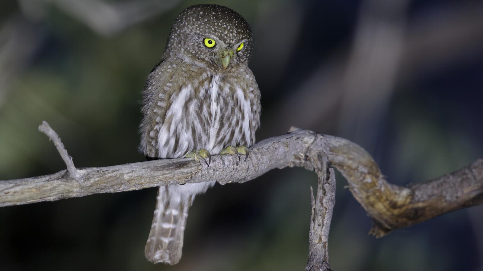 Northern Pygmy-Owl