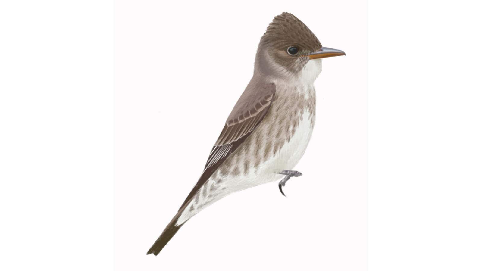 Mastering Contopus Flycatchers