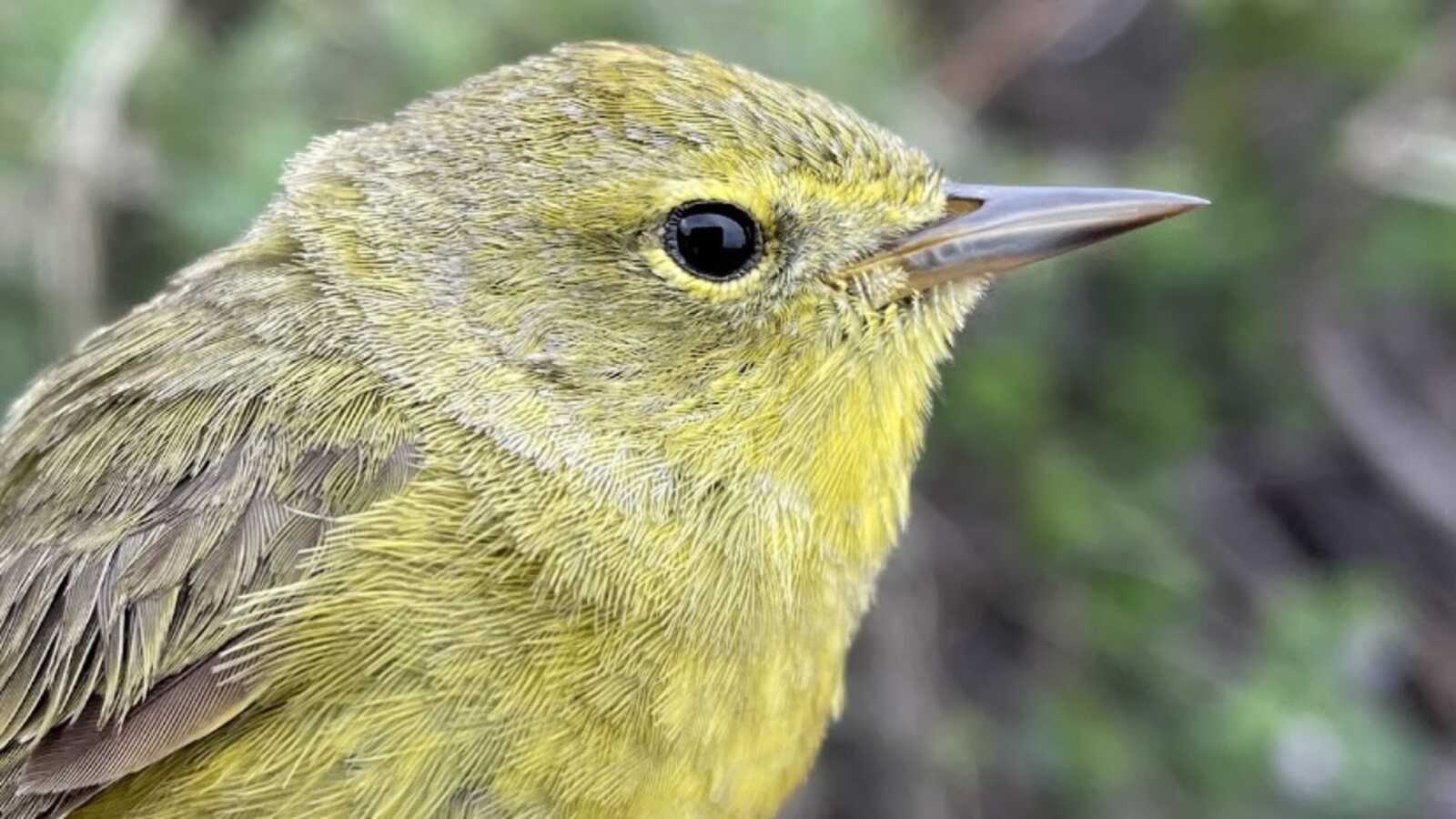 Orange-crowned Warbler