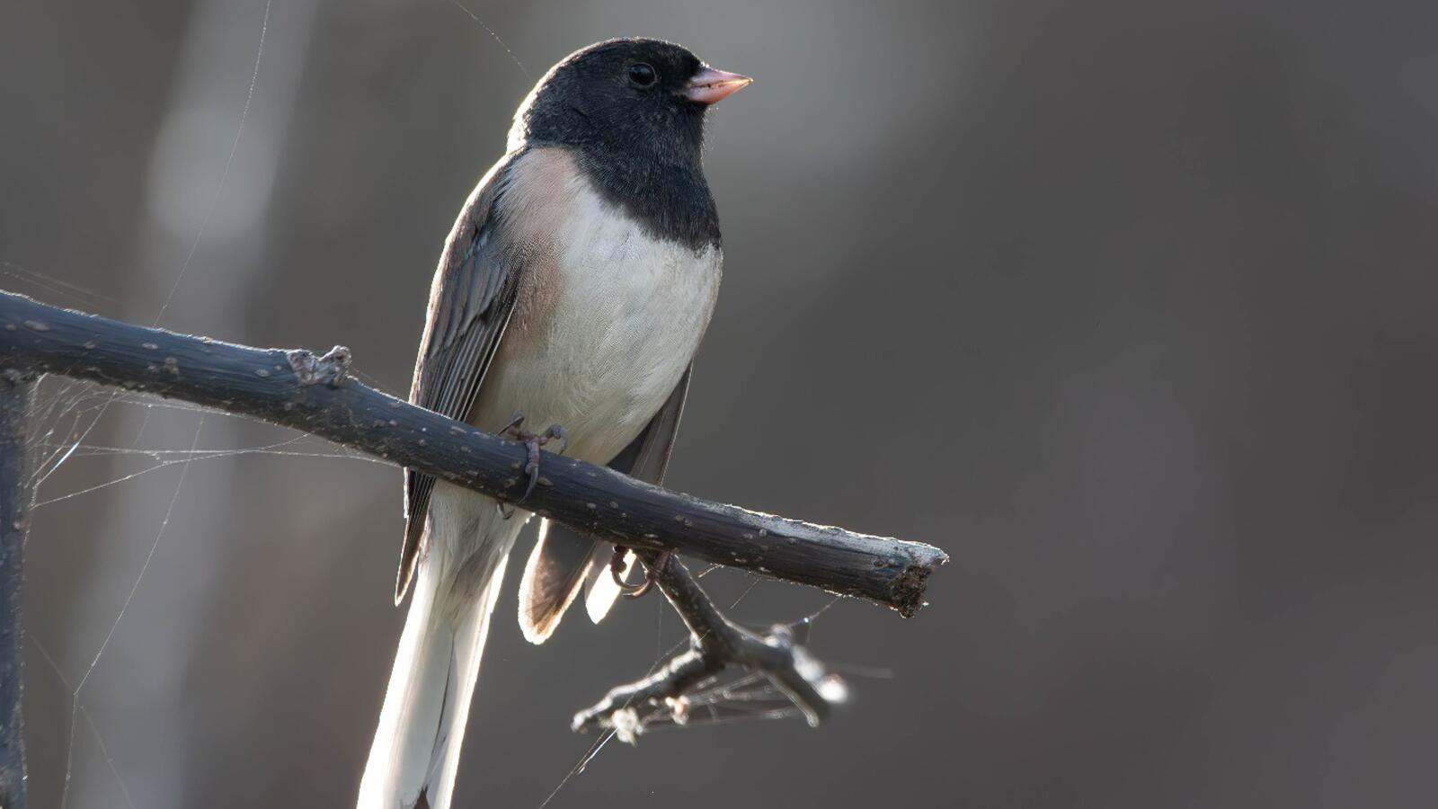 Birds in a Changing World