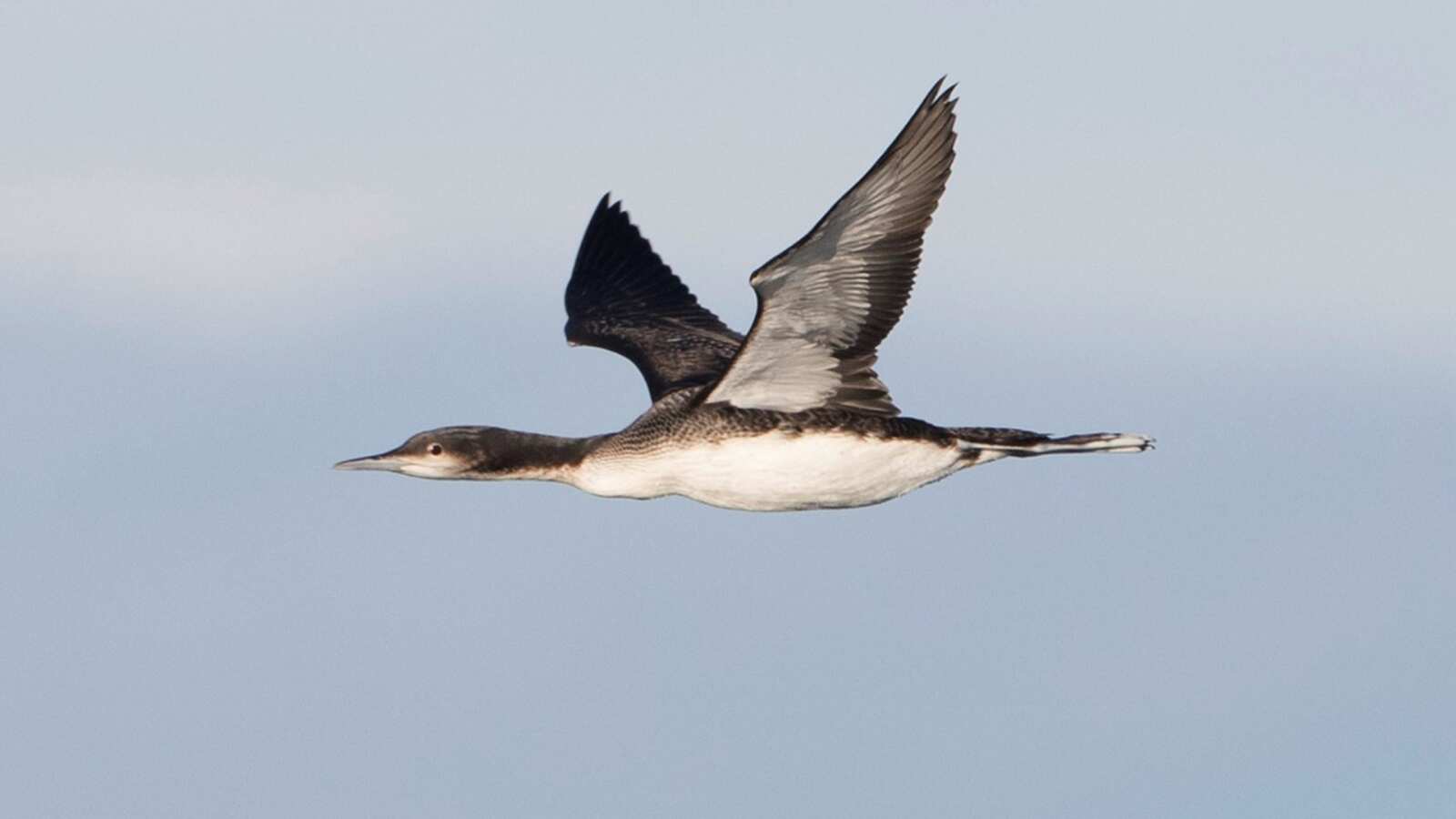 Pacific Loon