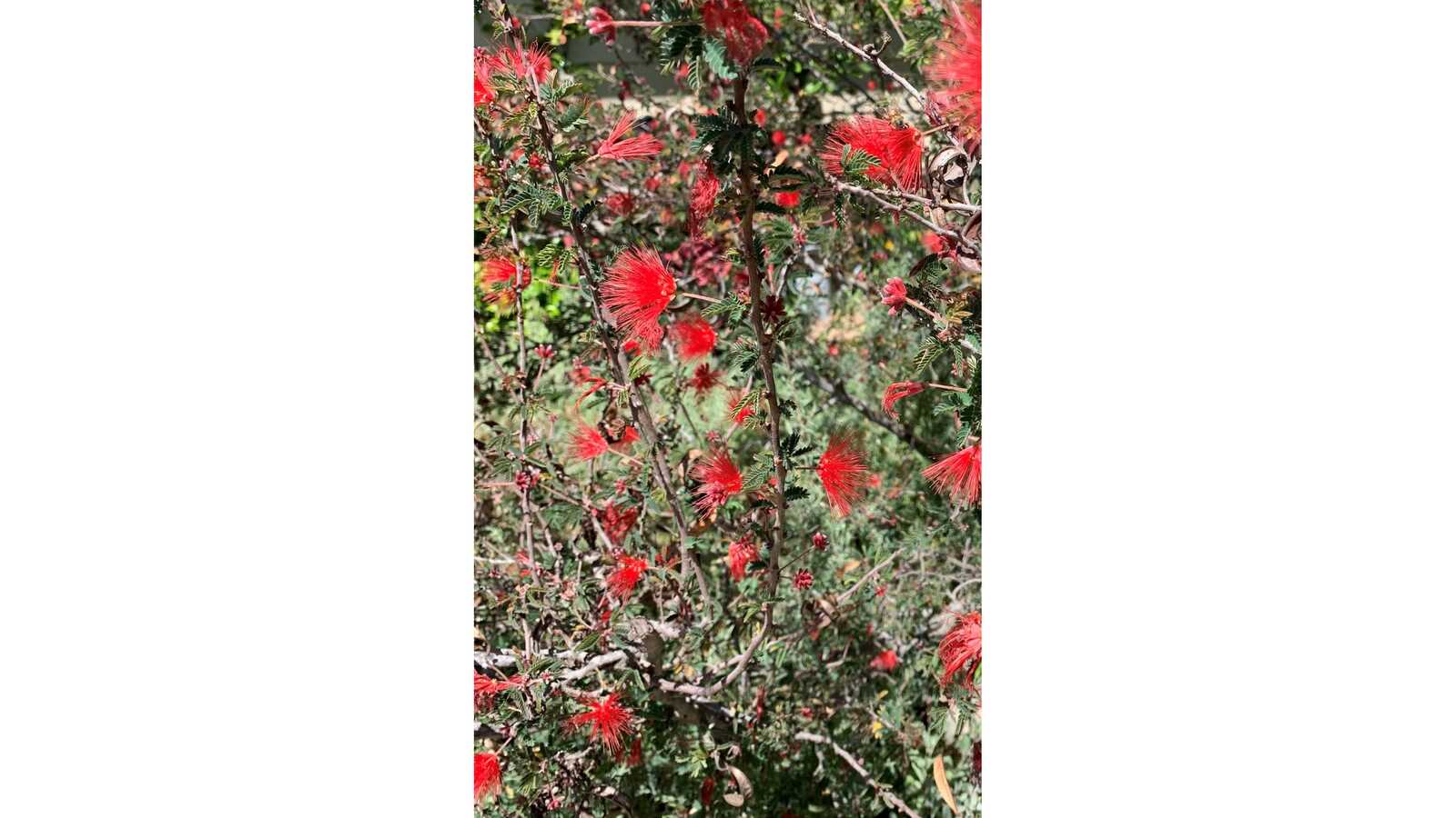 Plants