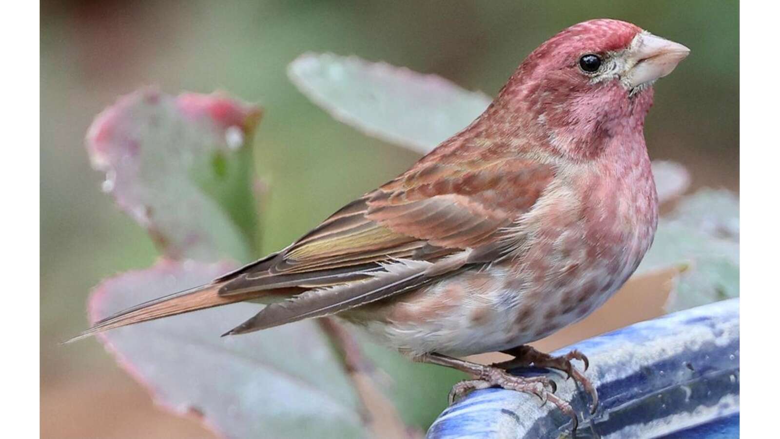 Purple Finch