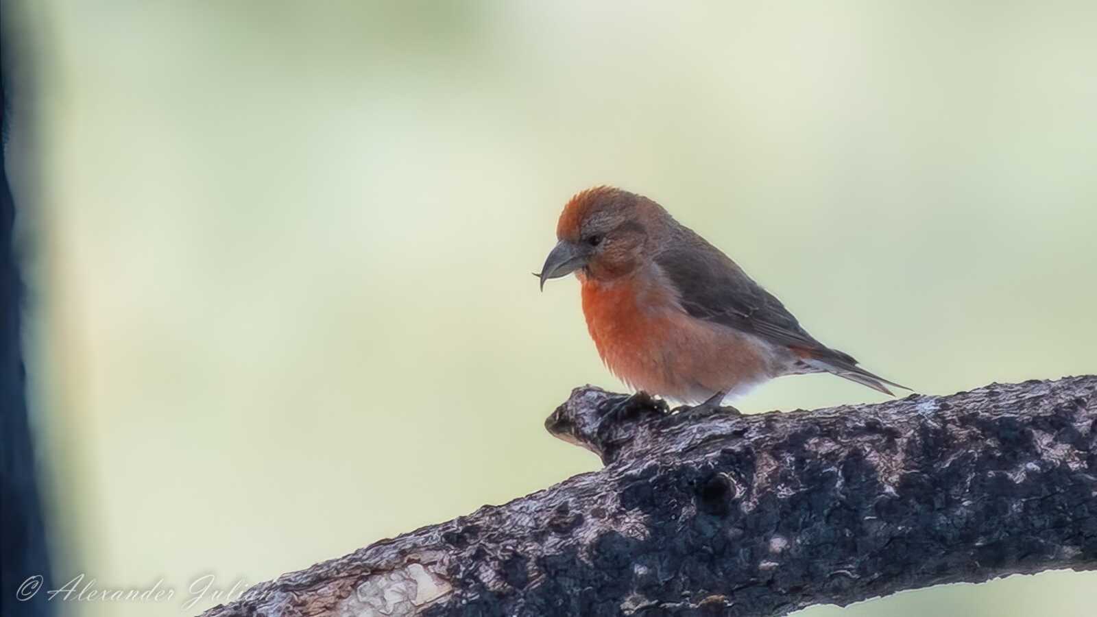 Red Crossbill