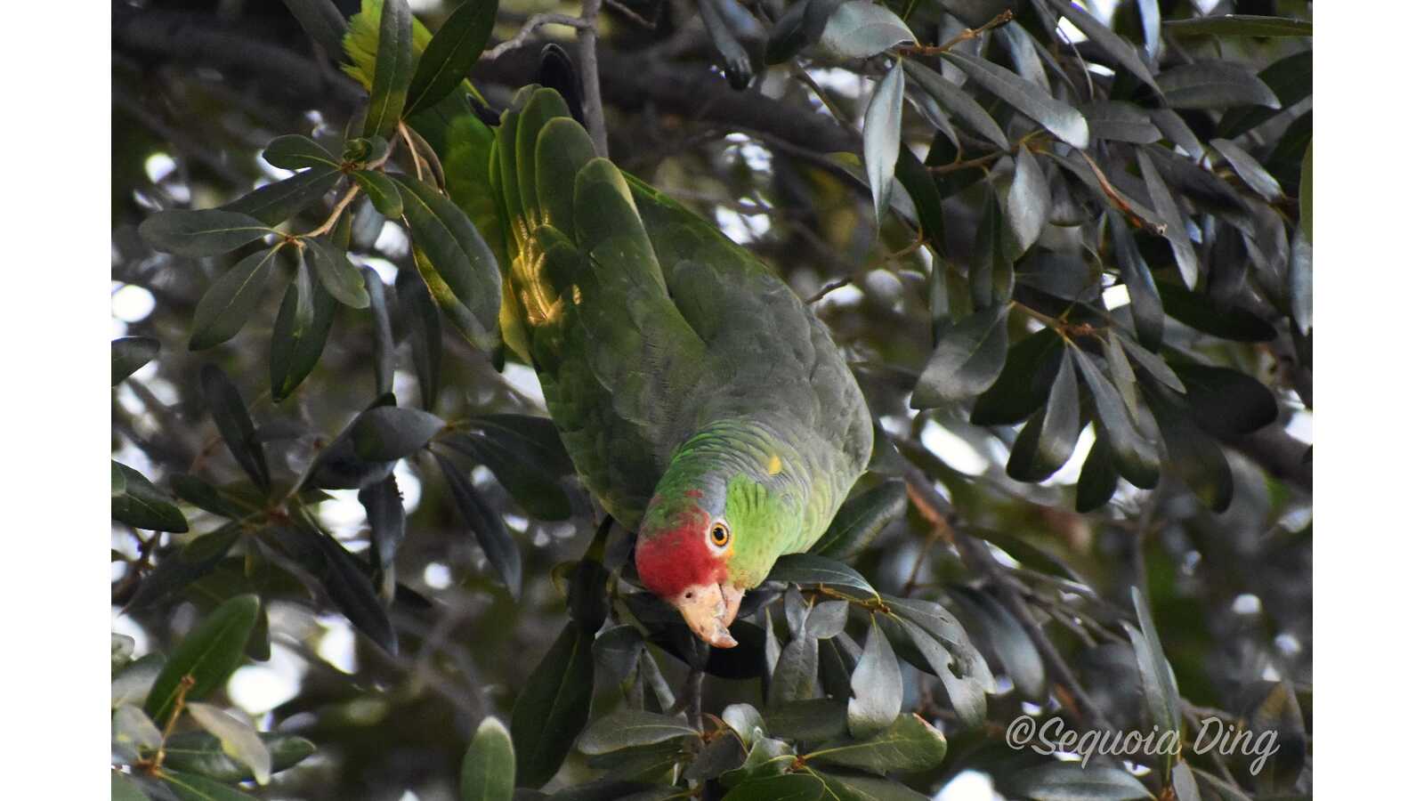 Red-crowned Parrot