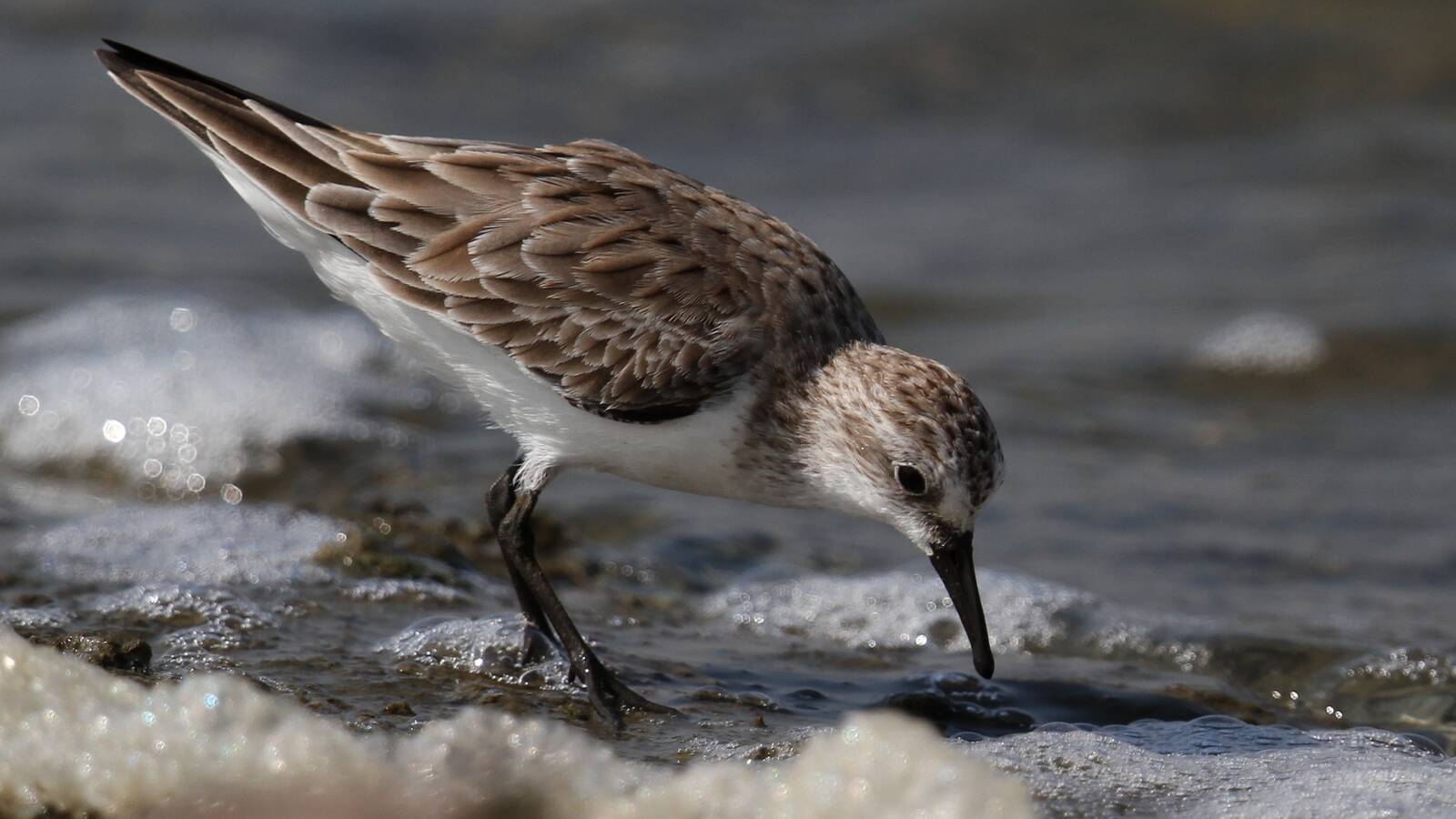 Red-necked Stint
