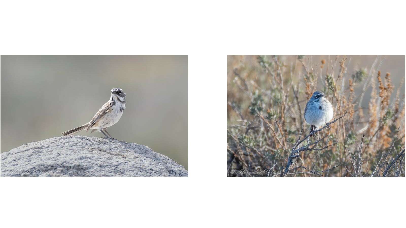 Bell's and Sagebrush Sparrows