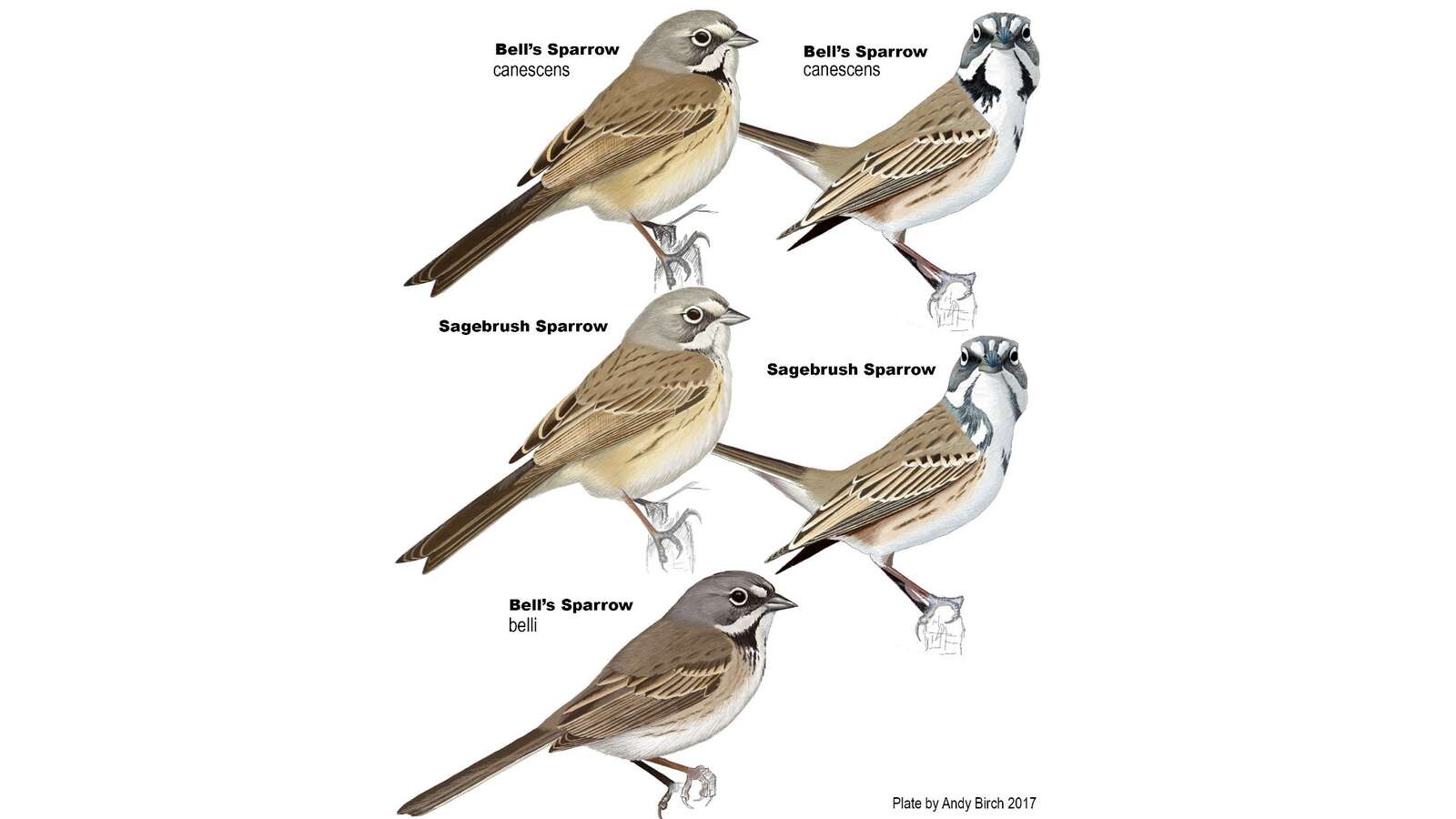 Sagebrush Sparrow Hunt