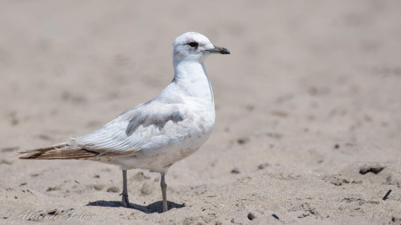 Short-billed Gull (formerly known as Mew Gull)