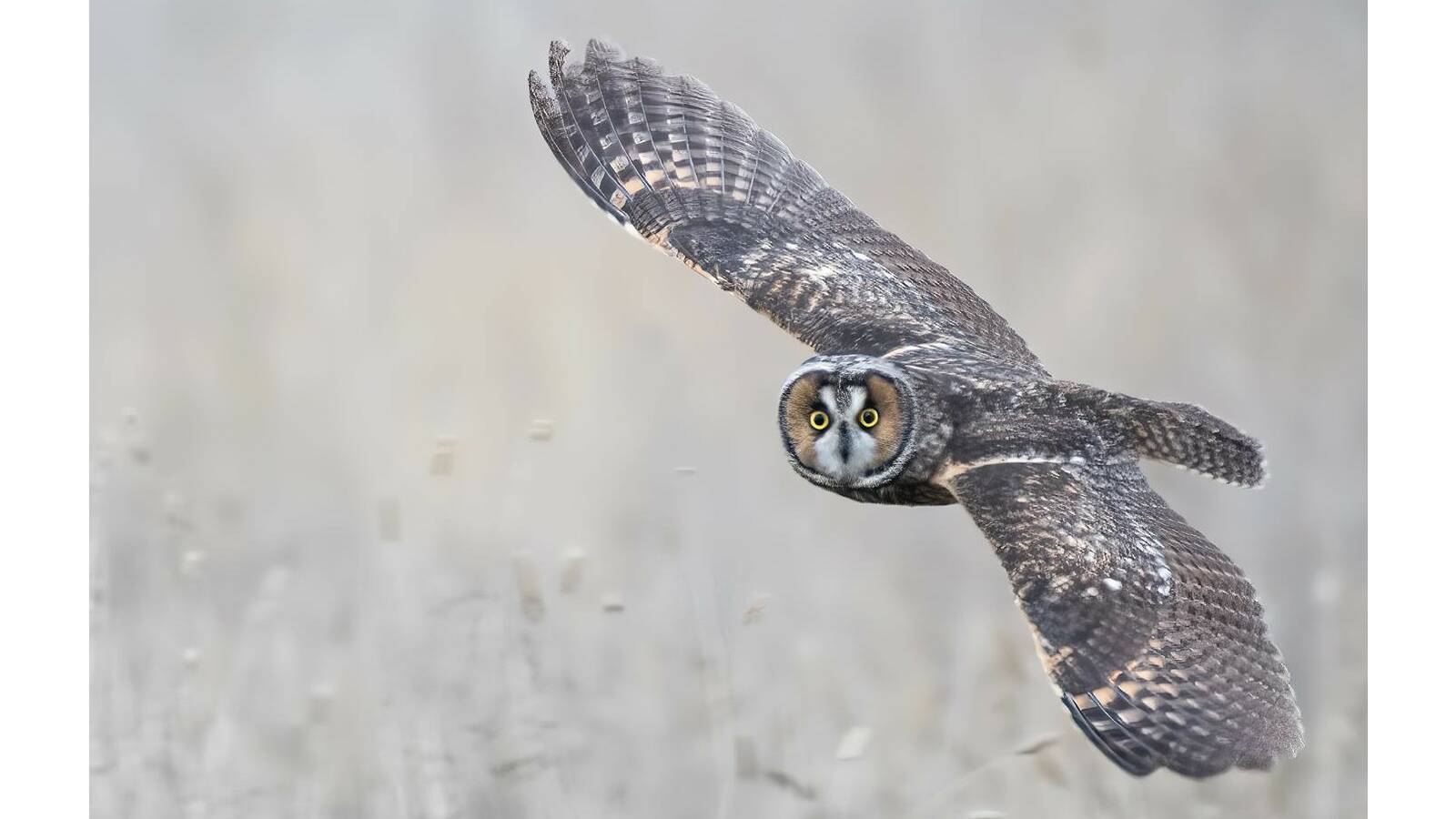 Short-eared Owl