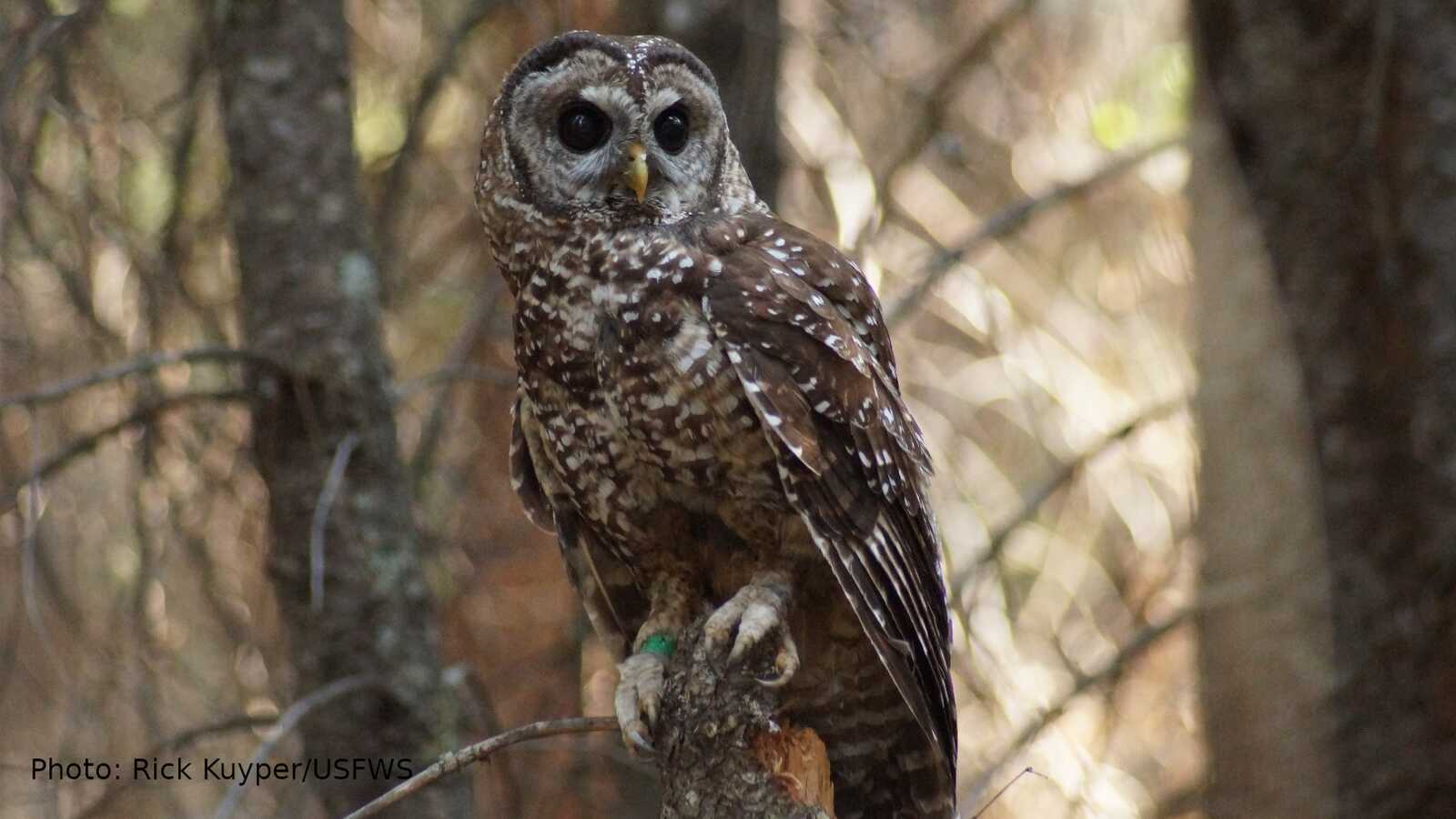 Spotted Owl