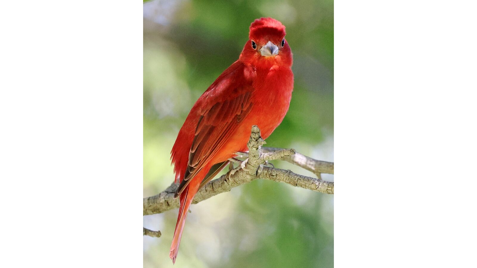 Summer Tanager