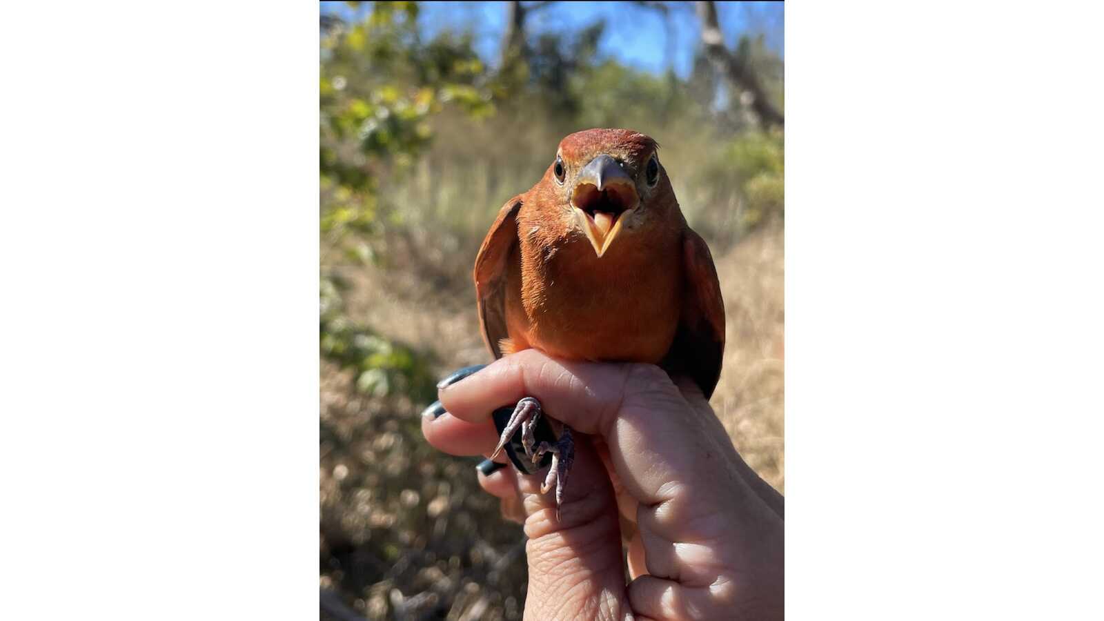 Summer Tanager being banded.