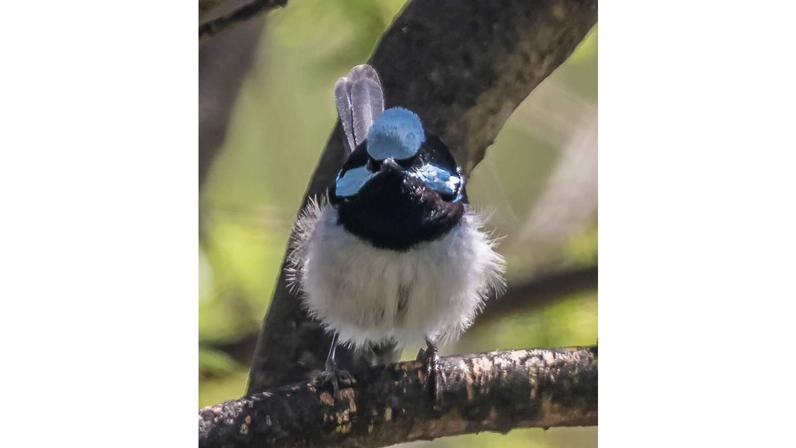 Evolutionary History of Passerines