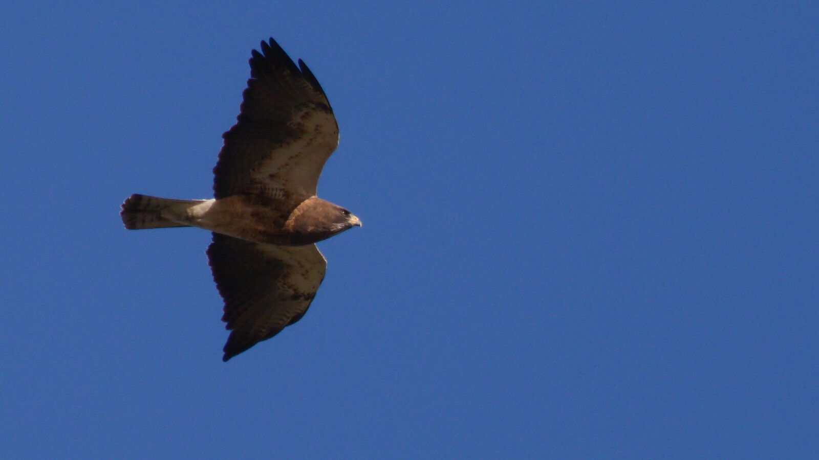 Swainson's Hawk Migration