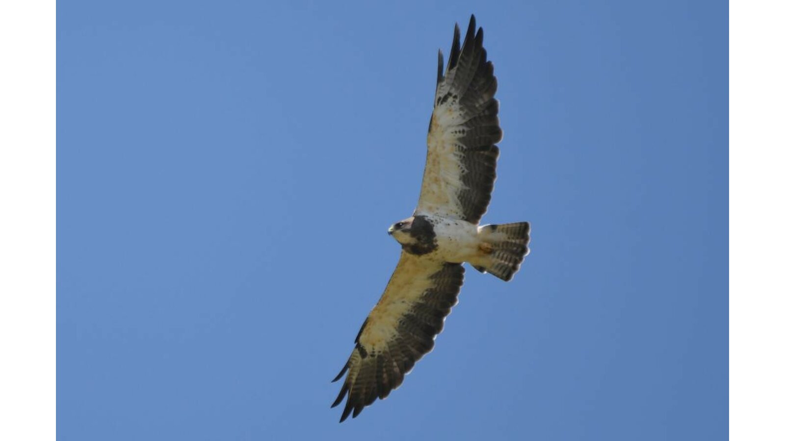 Swainson's Hawk