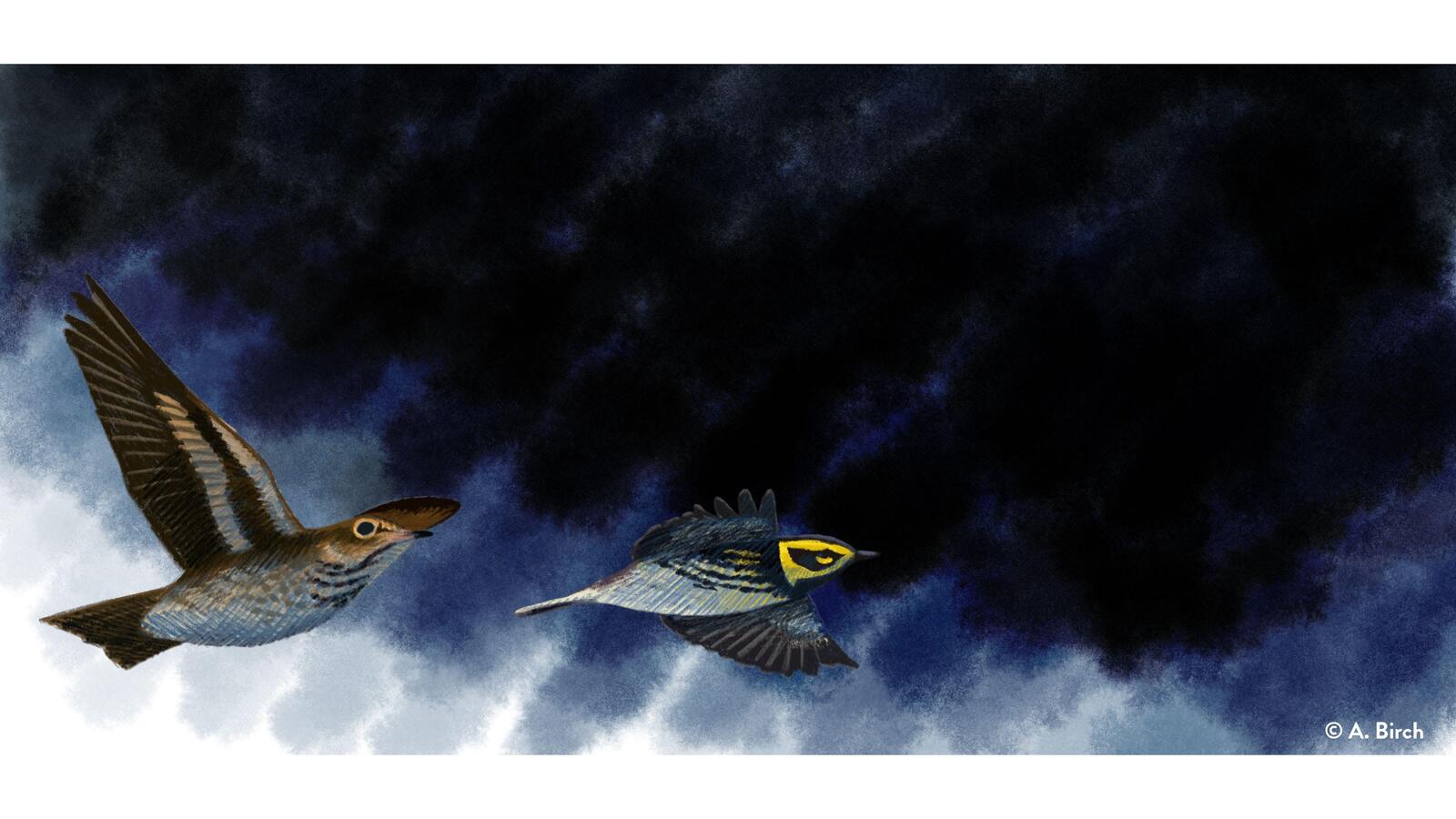 Swainson's Thrush and Townsend's Warbler illustration by Andy Birch