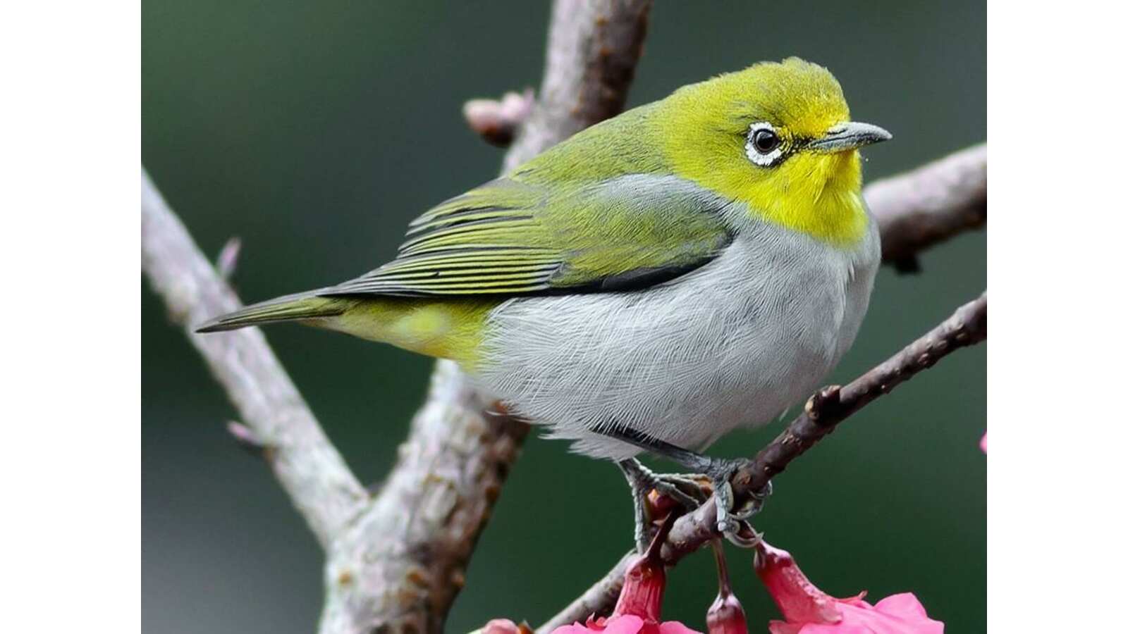 Swinhoe's White-eye