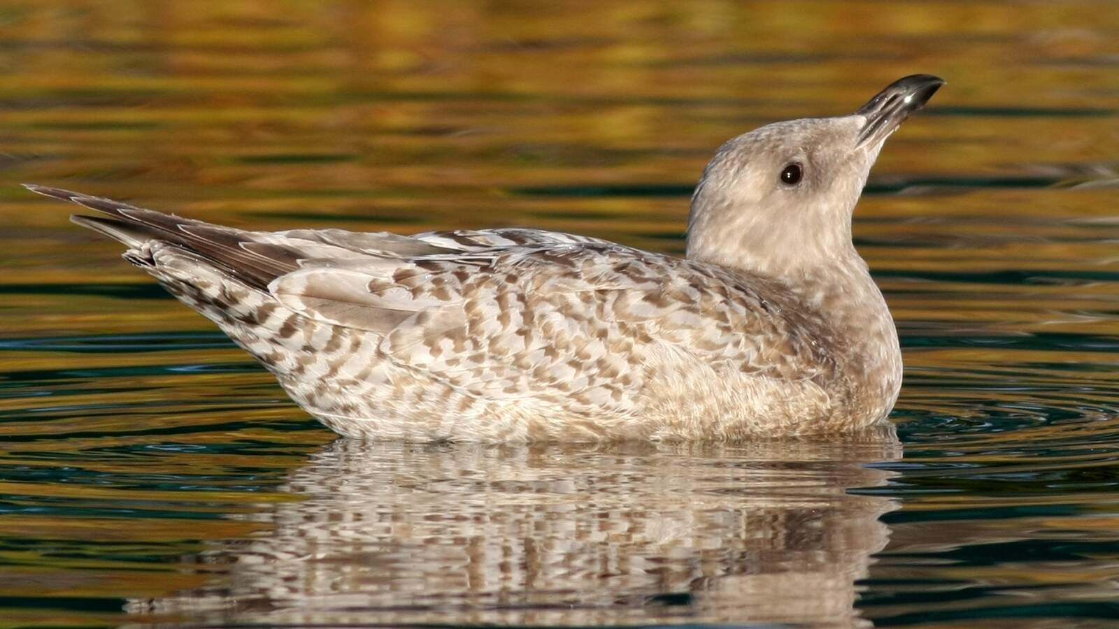 Field Trip: Gulls