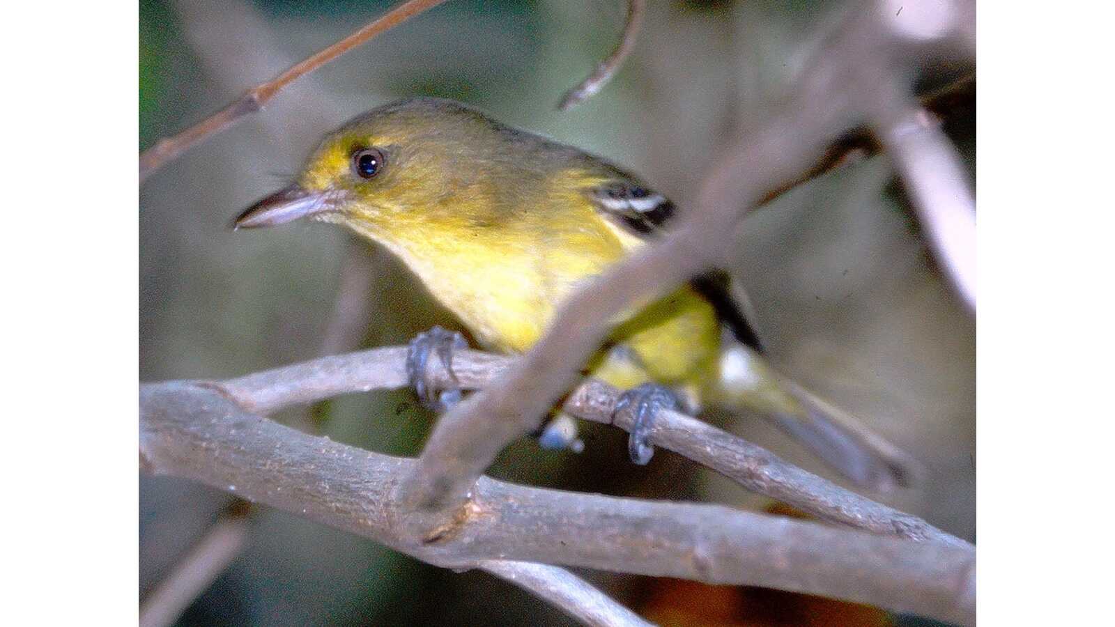 Thick-billed Vireo