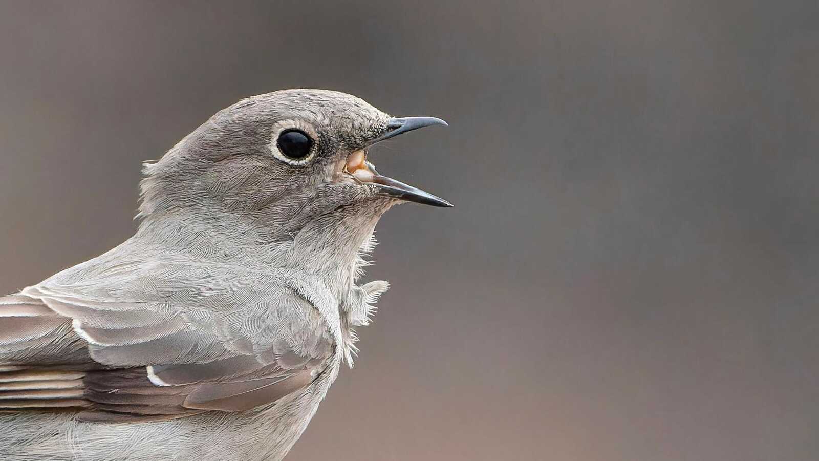Townsend's Solitare, photo by Marky Mutchler