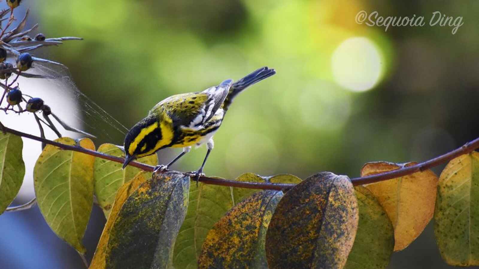 Townsend's Warbler