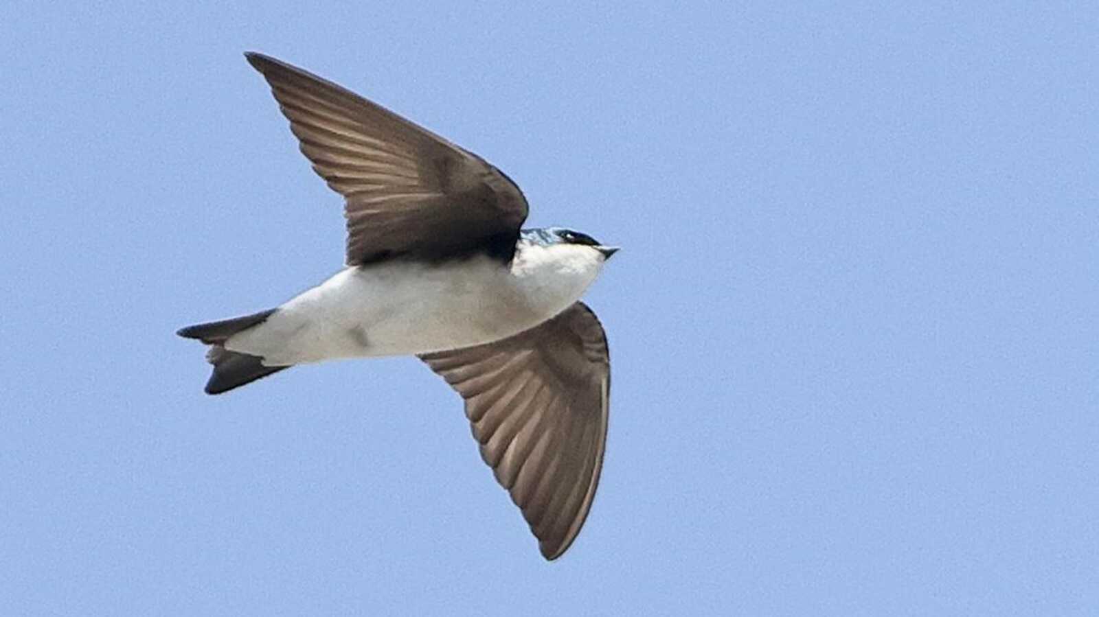 Tree Swallow