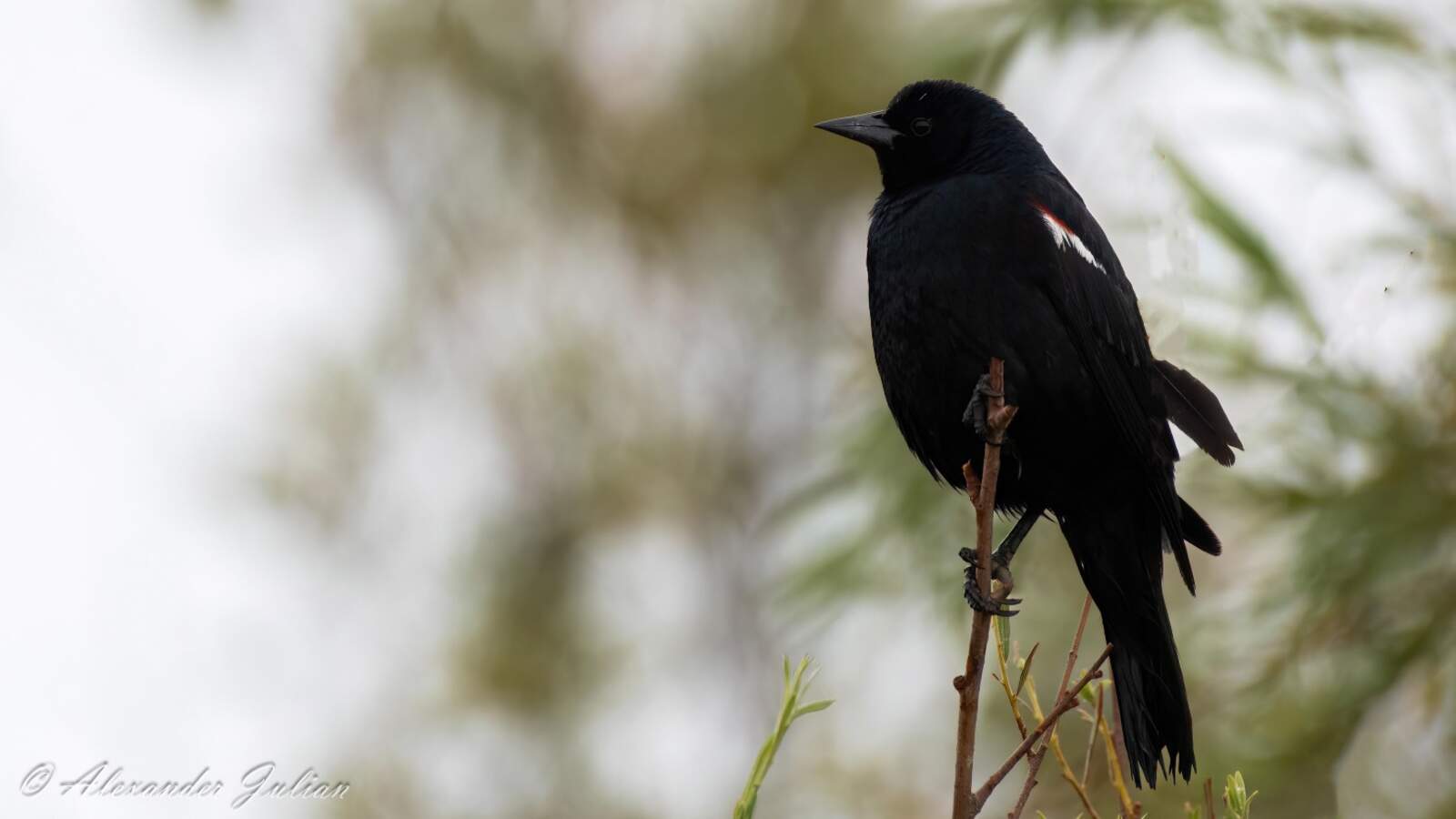 Tricolored Blackbird