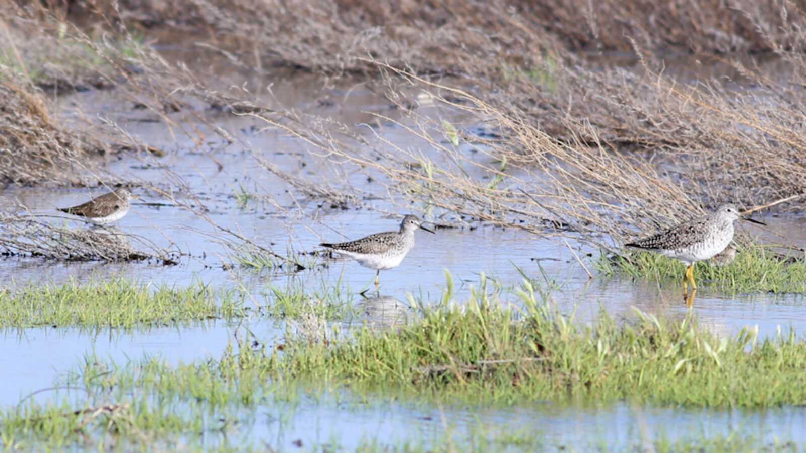 Greater and Lesser Yellowlegs, and Solitary Sandpiper