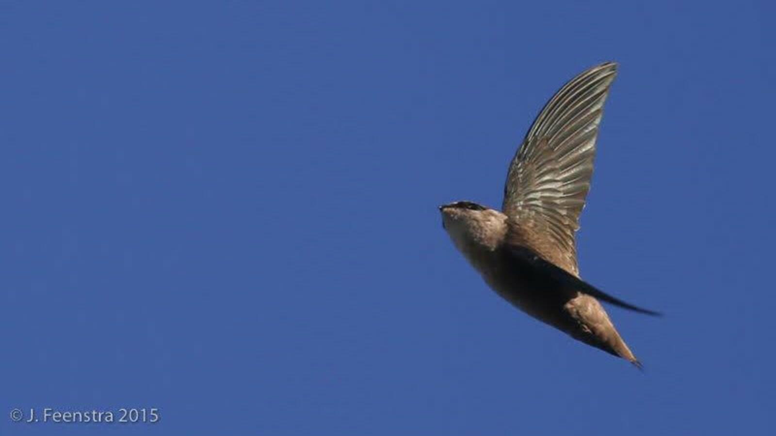 Vaux's Swift