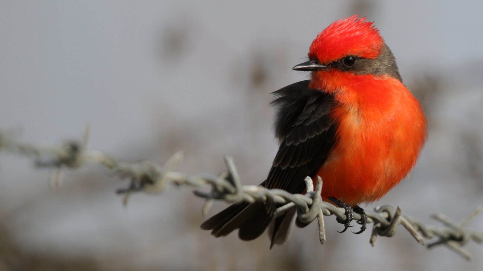 Vermilion Flycatcher