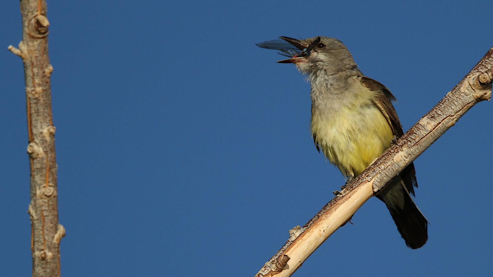 Western Kingbird with Dragonfly
