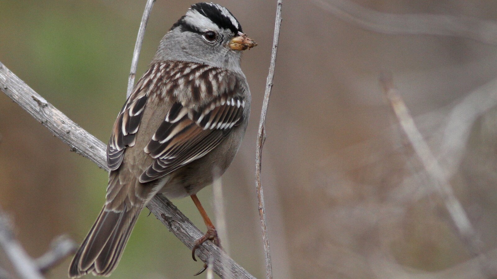 White-crowned Sparrow, gambelli subspecies