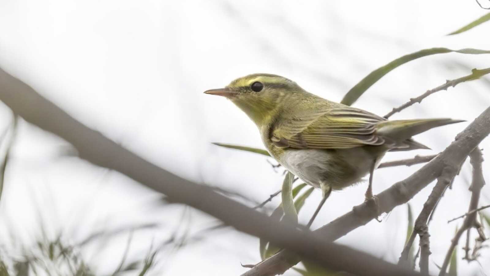 Wood Warbler, in LA County Oct 2022