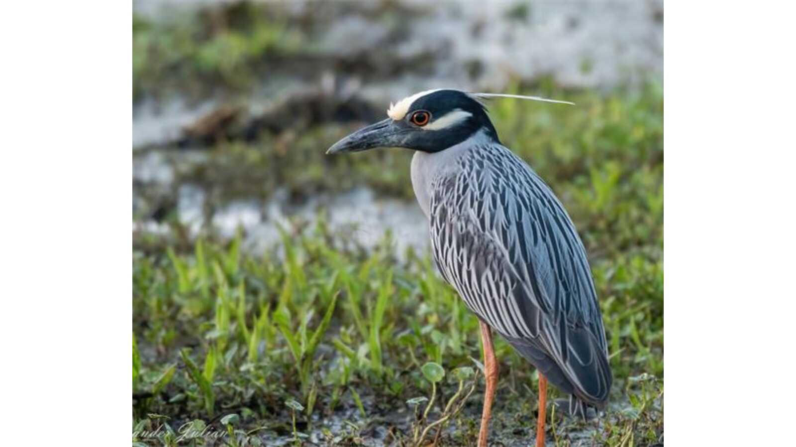 Yellow-crowned Night-heron