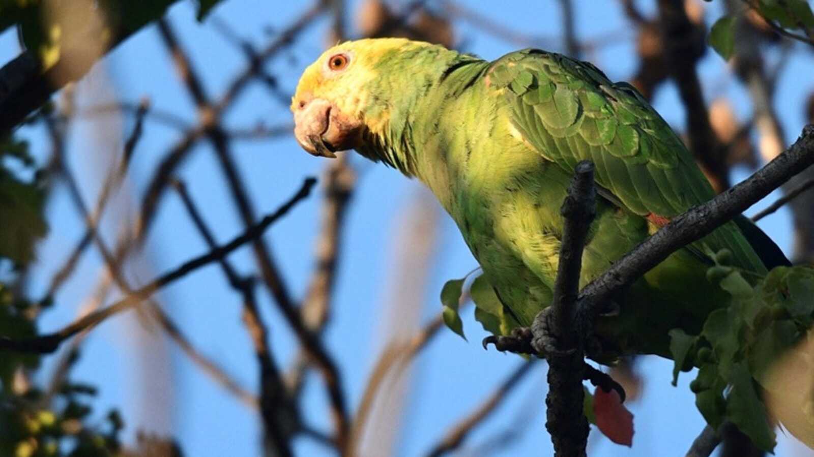 Parrots: Follow the Flock